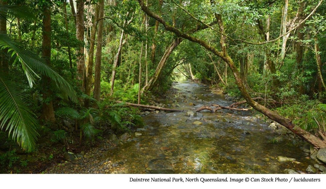 Image of a pristine stream in the Daintree National Park in North Queensland