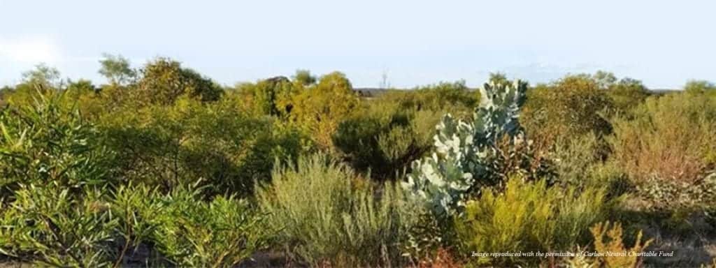 Image of Carbon Neutral Charitable Fund scrubland regenerated in Western Australia