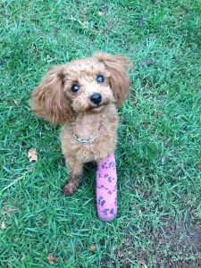 Photo of Noodle, a rescued poodle puppy after surgery on her leg